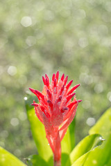 Fototapeta na wymiar Pineapple color flower on the morning with beautiful sunlight and Bokeh background of rain. Flower that adorns the late summer and autumn garden with bright colors. Full, bright pink and red.