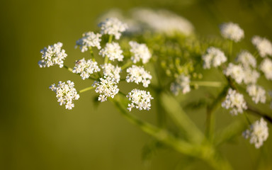 small white flowers on a plant in nature