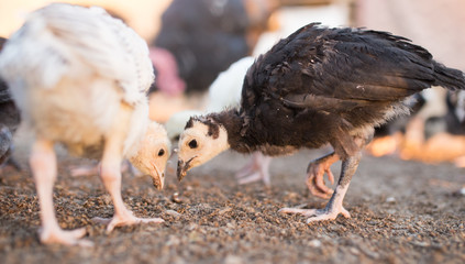 small turkey chickens graze on the farm