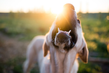 portrait of a dog at sunset in nature