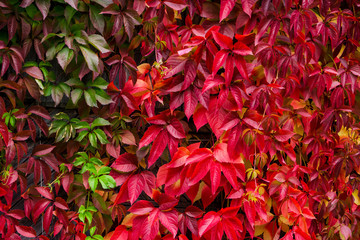 Parthenocissus tricuspidata (Virginia creeper) in the garden. Shallow depth of field.