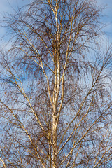 bare birch branches at dawn in the park