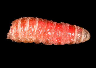 worm of maggots on a black background