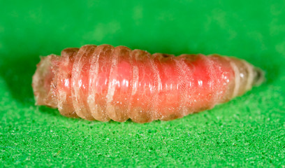 worm of maggots on a green background