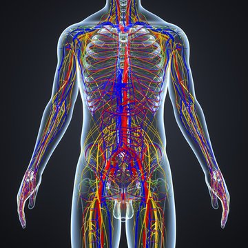 Circulatory and Nervous System with Lymph Nodes