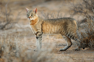 An African wild cat (Felis silvestris lybica), Kalahari desert, South Africa. - obrazy, fototapety, plakaty