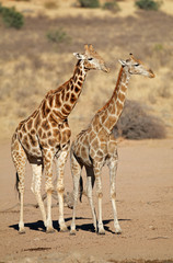 Giraffes (Giraffa camelopardalis) in desert habitat, Kalahari desert, South Africa.