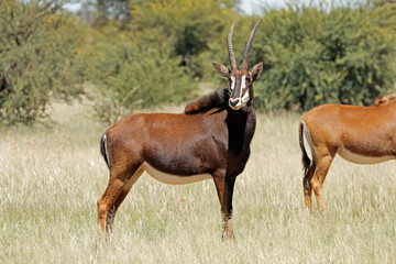 Female sable antelopes (Hippotragus niger) in natural habitat, South Africa.