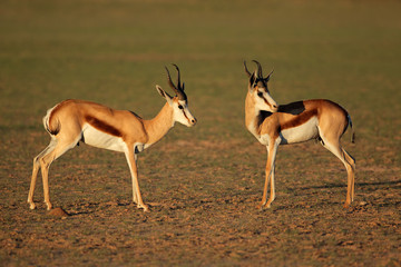 Naklejka na ściany i meble Springbok antelopes (Antidorcas marsupialis) in natural habitat, Kalahari, South Africa.
