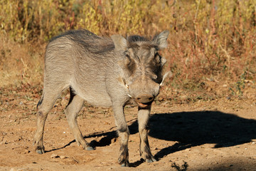 A warthog (Phacochoerus africanus) in natural habitat, South Africa.