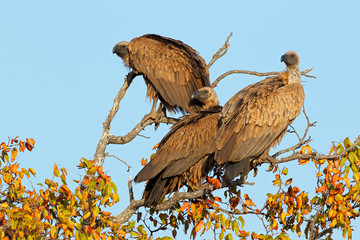 White-backed vultures (Gyps africanus) sitting in a tree, Kruger National Park, South Africa.