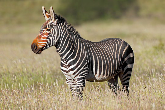 Fototapeta Cape mountain zebra (Equus zebra) in grassland, Mountain Zebra National Park, South Africa.