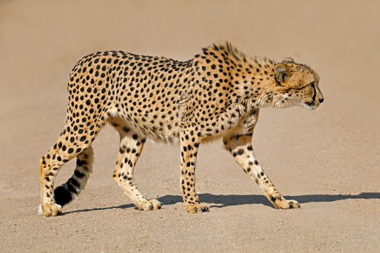 A cheetah (Acinonyx jubatus) stalking prey, South Africa.