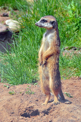 Meerkat