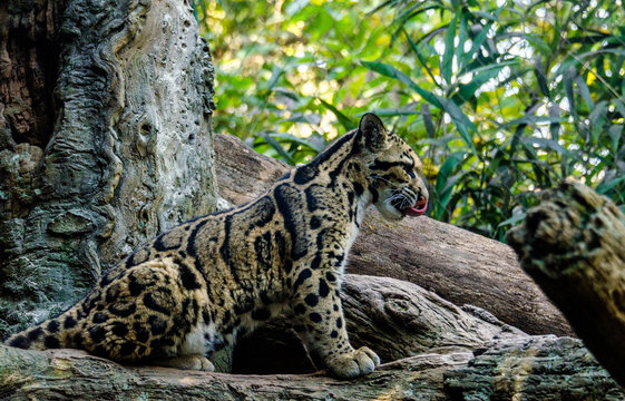 Earth Toned Fur on a Clouded Leopard Cub  Sitting in a Tree