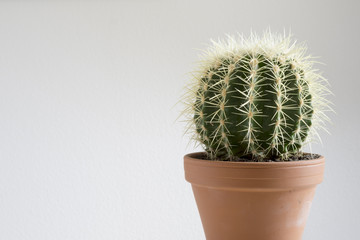 Cactus On White Background