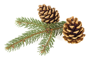 Sprig of pine with cones isolated on a white background
