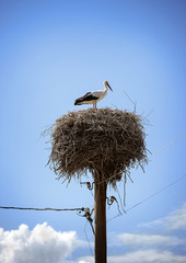 A nest of storks on the roof of a residential building./Southern Georgia, Samtskhe-Javakheti. The villages bordering with Armenia abound with storks.
