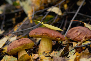 Beautiful mushrooms in the forest. Selective focus. Shallow depth of field.