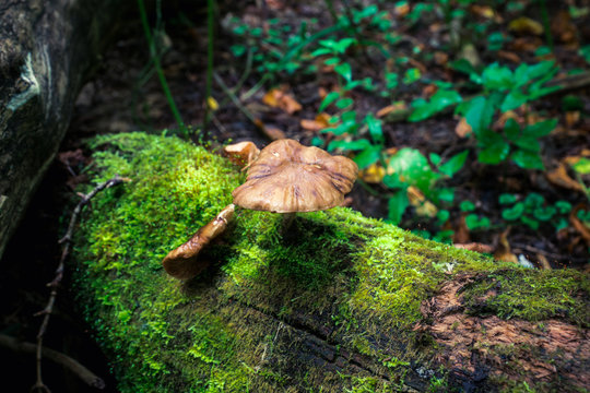 Beautiful mushrooms in the forest. Selective focus. Shallow depth of field.