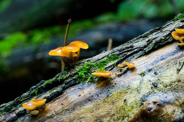 Beautiful mushrooms in the forest. Selective focus. Shallow depth of field.