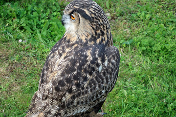 owl