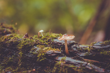 Beautiful mushrooms in the forest. Selective focus. Shallow depth of field.