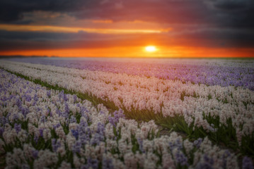 Fototapeta na wymiar Field of hyacinths in the Netherlands