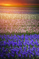 Fototapeta premium Field of hyacinths in the Netherlands