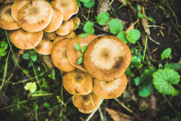 Beautiful mushrooms in the forest. Selective focus. Shallow depth of field.