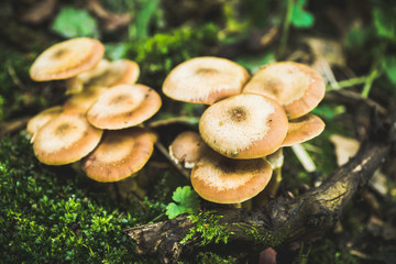 Beautiful mushrooms in the forest. Selective focus. Shallow depth of field.