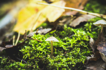 Beautiful mushrooms in the forest. Selective focus. Shallow depth of field.