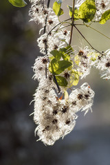 faded clematis in the sun