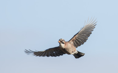 Flying Jay bring acorns