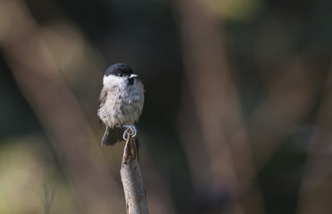 Coal Tit