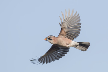 Flying Jay bring acorns