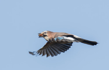Flying Jay bring acorns
