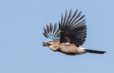 Flying Jay bring acorns © georgigerdzhikov