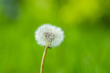 Dandelion - a genus of perennial herbaceous plants of the family Astropey, or Complex, on a green blurred background