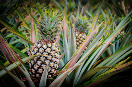 Pineapple fruit in farm