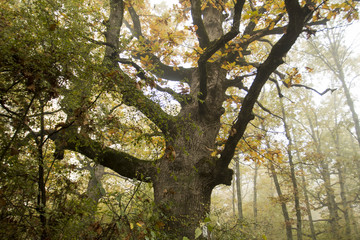 Naklejka premium Gigantyczny dąb