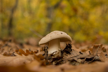 Mushroom in autumn forest
