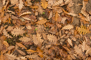 Fallen autumn oak leaves lying on the ground