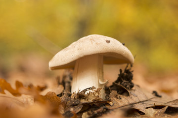 Mushroom in autumn forest