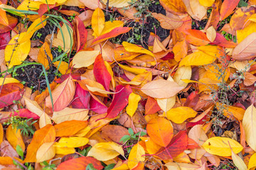 Wet colorful autumn foliage on the grass