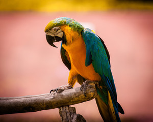 Blue-and yellow macaw