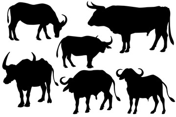 Naklejka premium cow and bull silhouette 