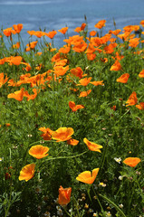 カリフォルニアポピー