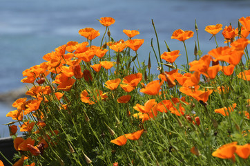 カリフォルニアポピー