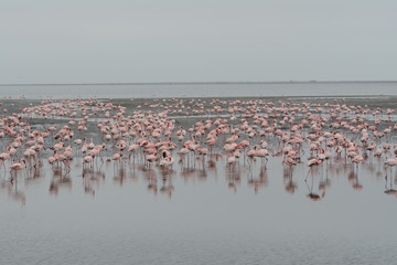 Fototapeta na wymiar Flamingo in Africa